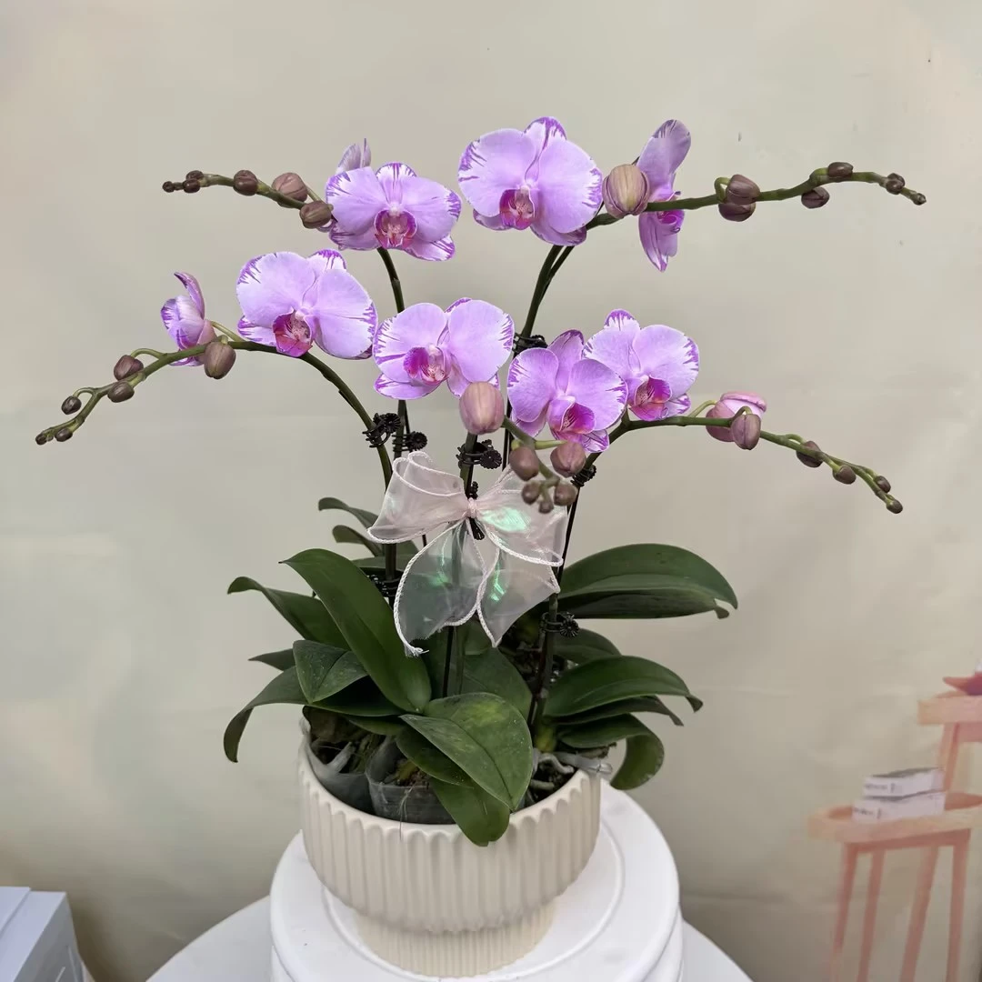 [粉闪电]蝴蝶兰艺术组盆 花艺师精选