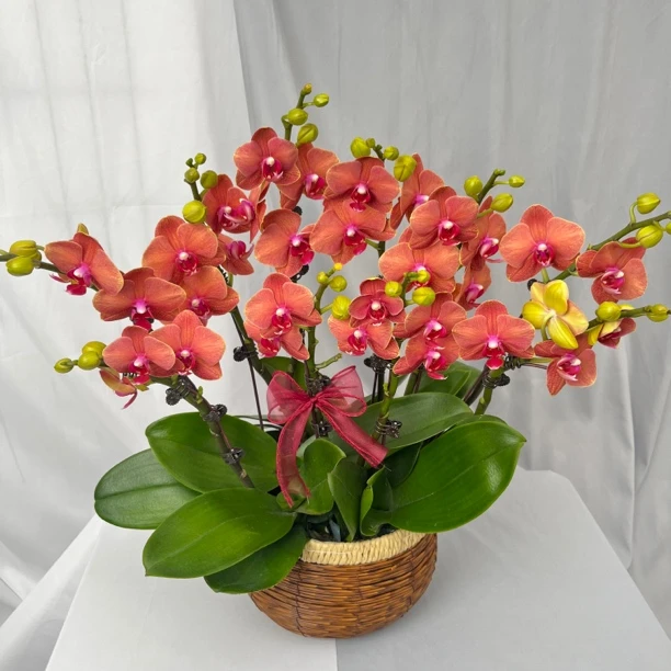 [金桔] 蝴蝶兰艺术组盆 花艺师精选