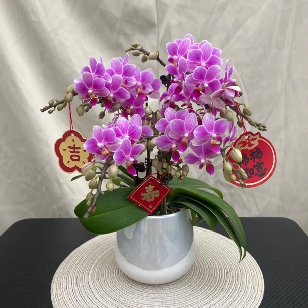 [好事成双] 蝴蝶兰艺术组盆 花艺师精选