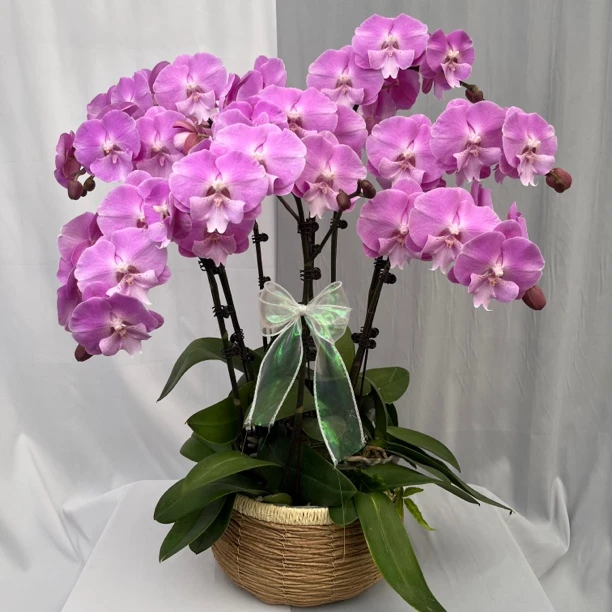 [人鱼公主]蝴蝶兰艺术组盆 花艺师精选