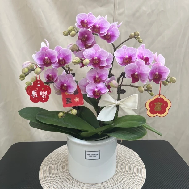 【宝贝】蝴蝶兰艺术组盆 花艺师精选