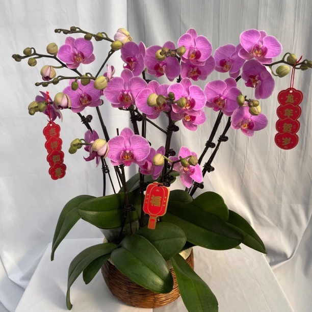 [明日之星]蝴蝶兰艺术组盆 花艺师精选