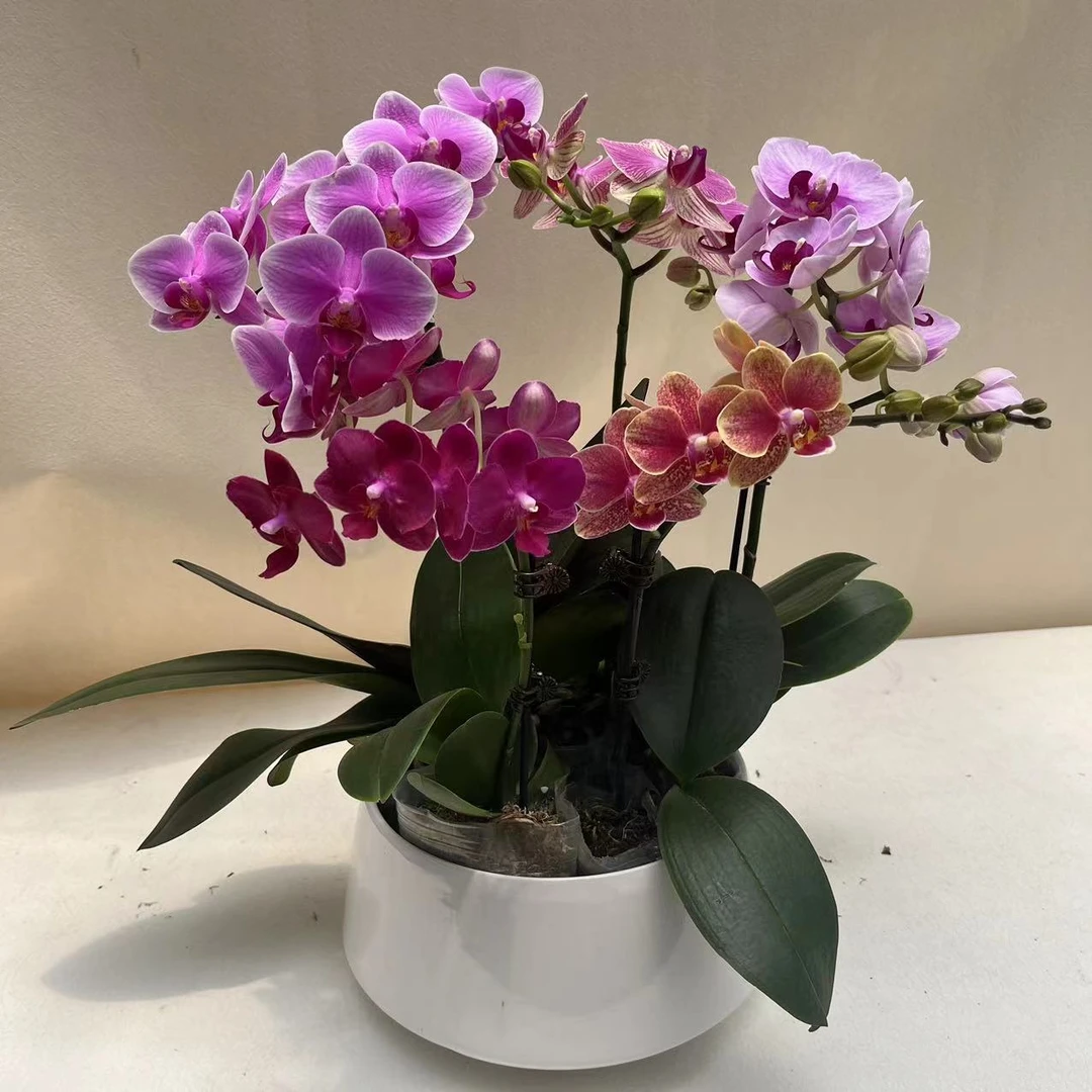 一物一拍 高品质蝴蝶兰【拍下留手机尾号后四位数】