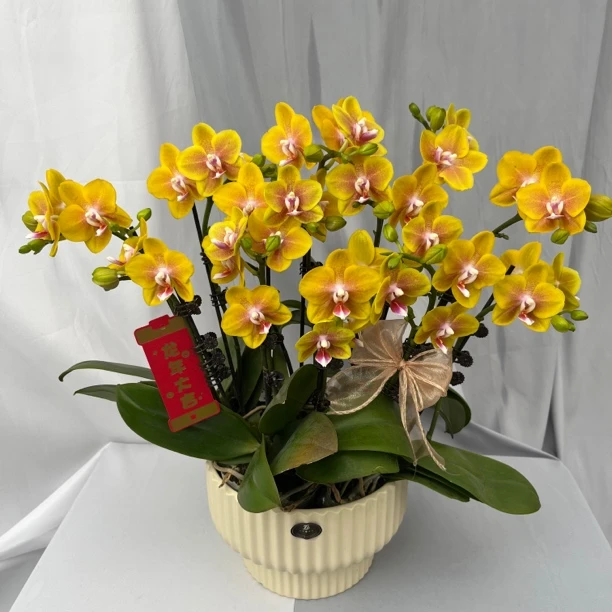 [香水黄金] 蝴蝶兰艺术组盆 花艺师精选