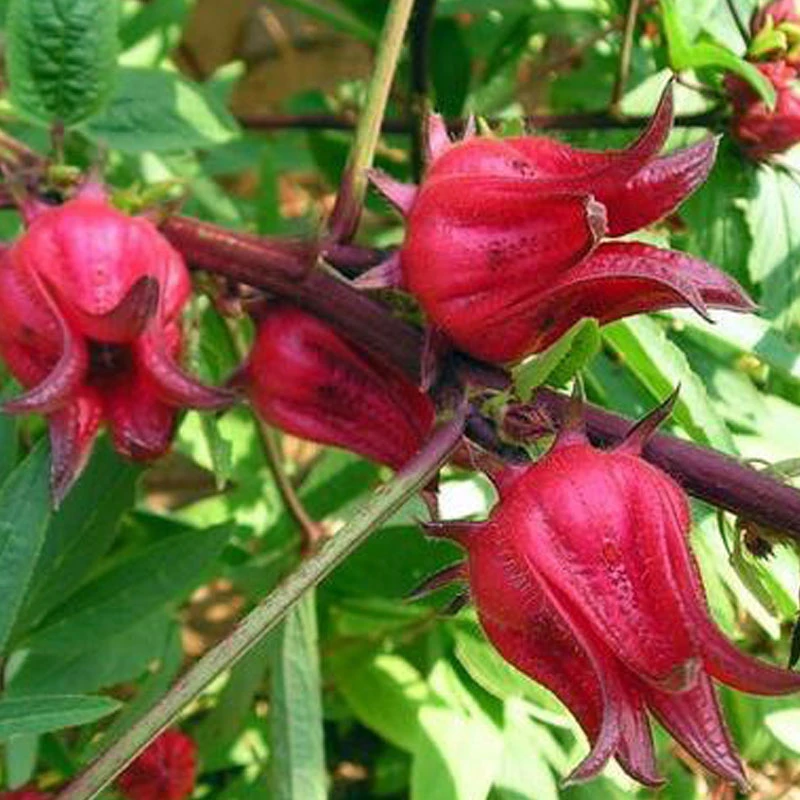 广西洛神花新鲜红桃K现摘玖瑰茄当季玖瑰花可做花脯酵素泡酒煲汤