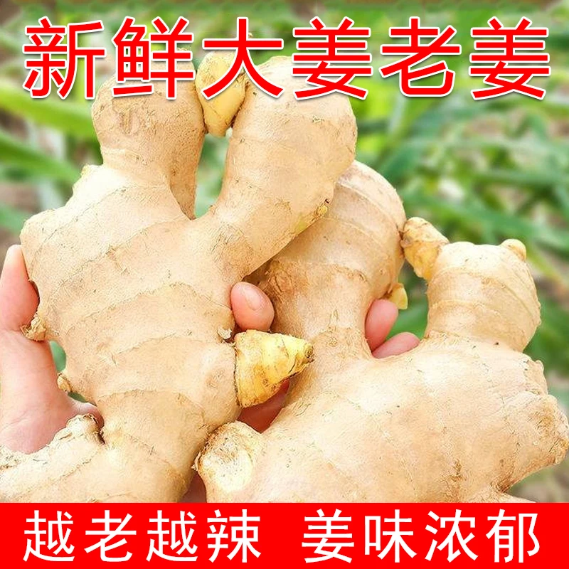 广西大肉姜新鲜生姜大黄姜现挖老姜月子食用姜母土姜小沙姜农家