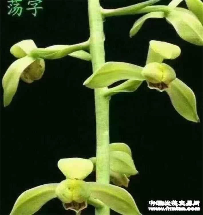 蕙兰名品,荡字,裸根发货
