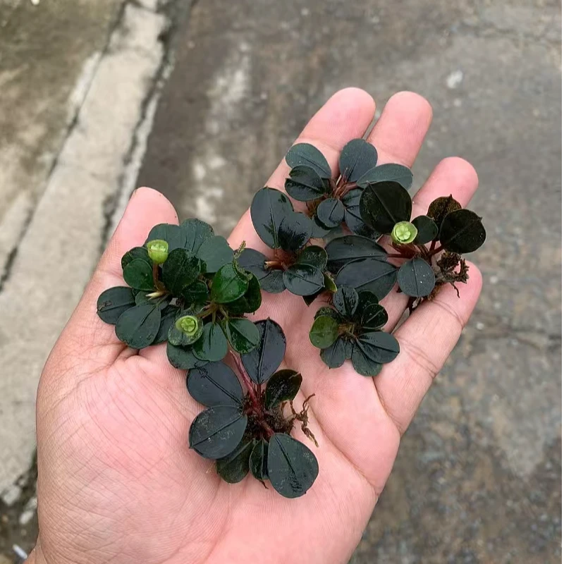 原森Native辣椒榕 直播三号链接 印尼原产地辣椒榕 水草 水缸植物