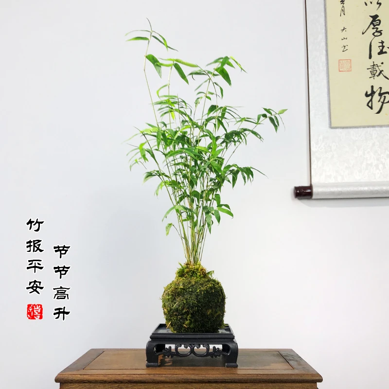 米竹盆栽四季常青凤尾竹客厅盆景好养植物庭院花卉竹子