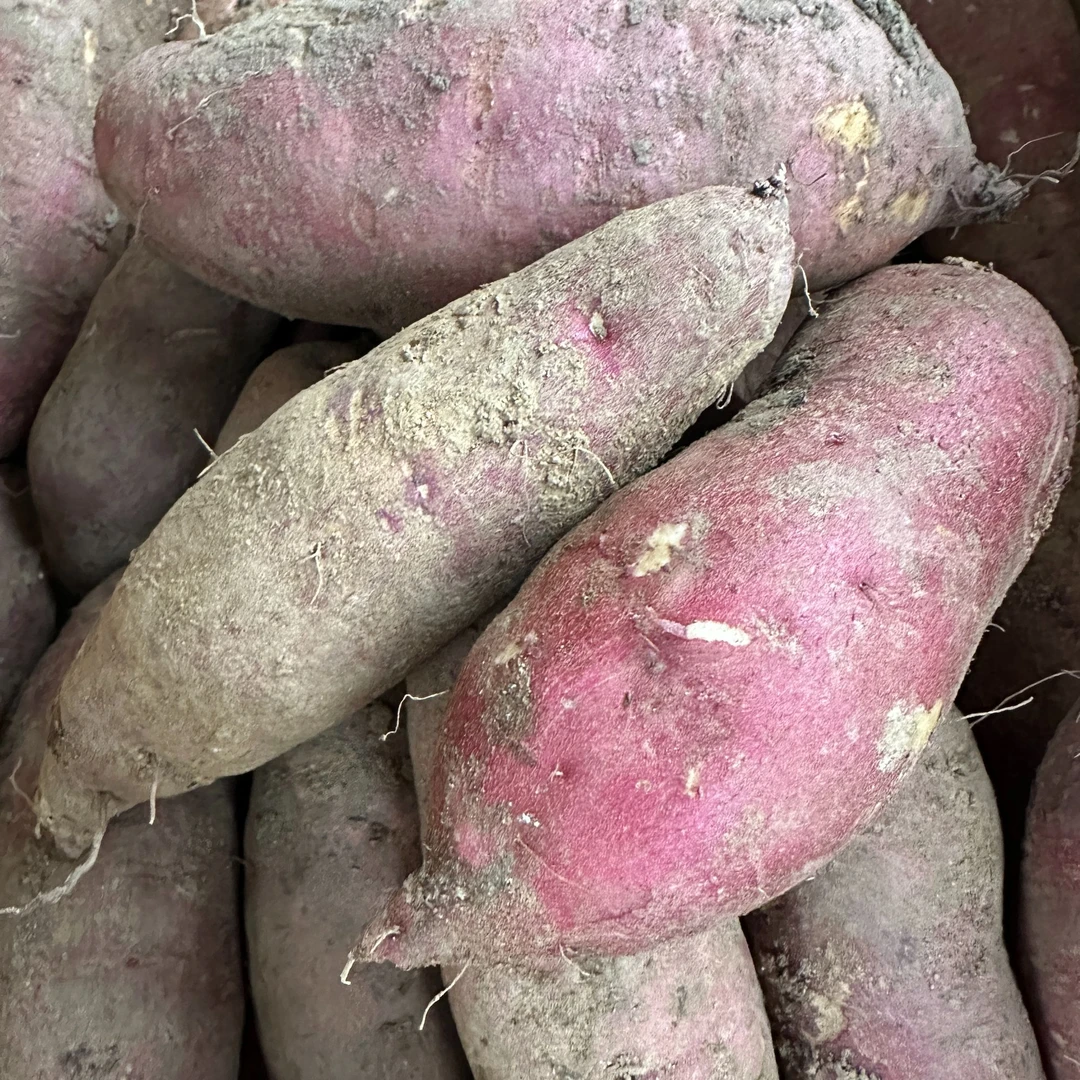 东北大山种植甜面地瓜