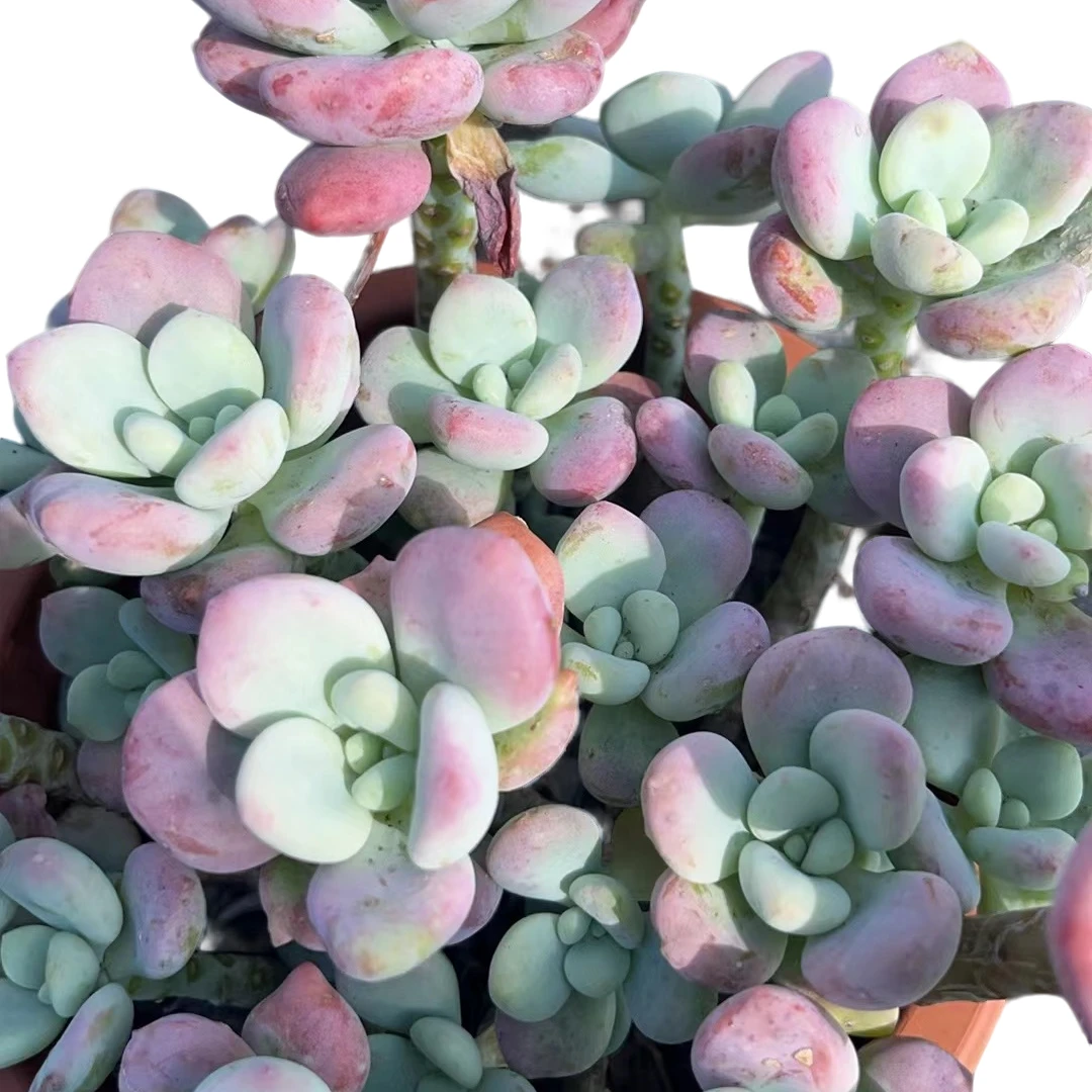 精品多肉  红洛神