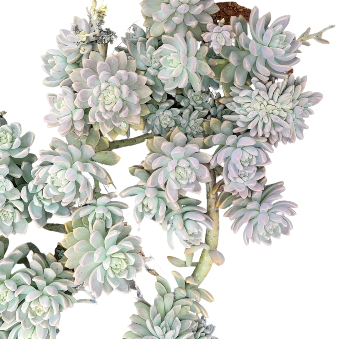 精品多肉绿植淡雪