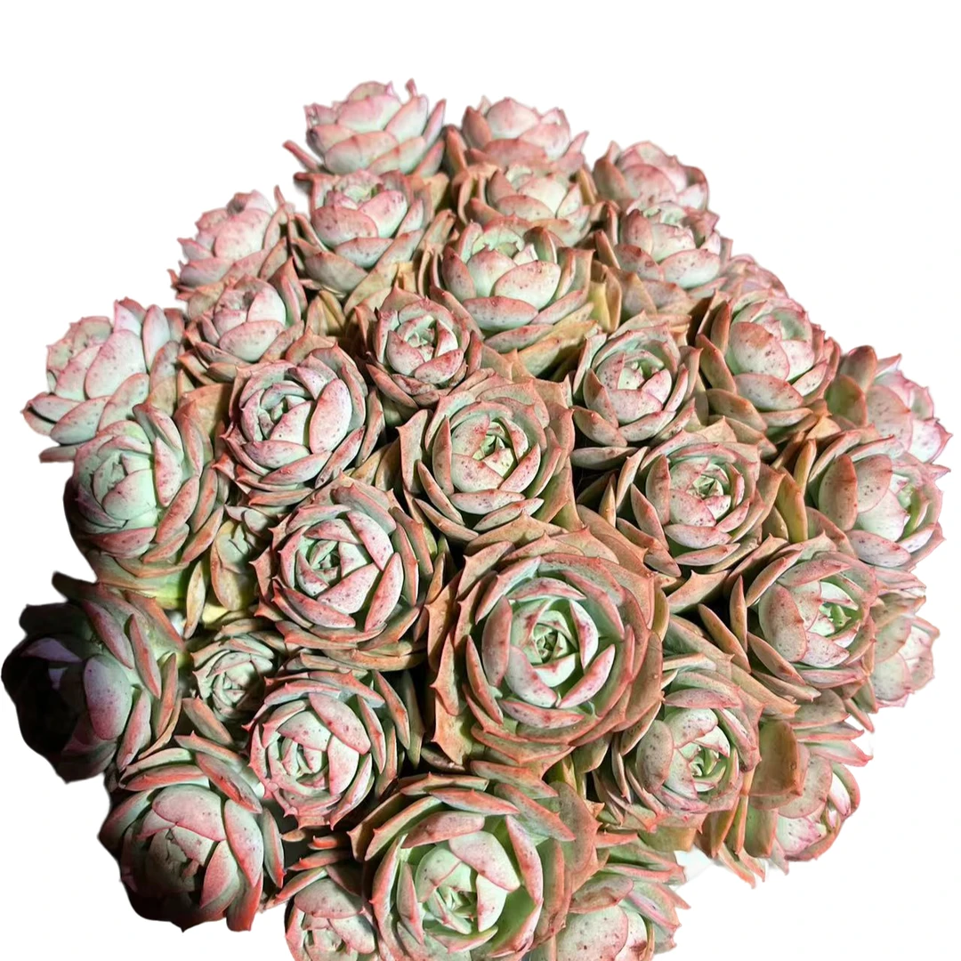 精品多肉 克罗地亚玫瑰