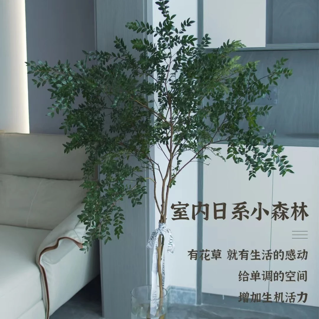 美男树精选鲜切枝条盆栽内水培植物吊钟平替懒人好养开花卉绿植