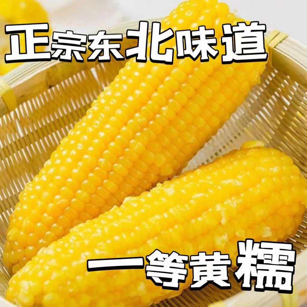 东北糯玉米粘糯米新鲜既甜又糯东北黄粘糯玉米黄糯玉米大棒好吃