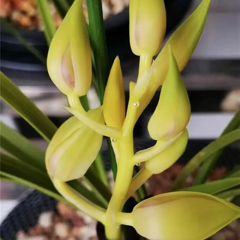 直播间付米专用！蕙兰绿植盆栽  带花苞浓香