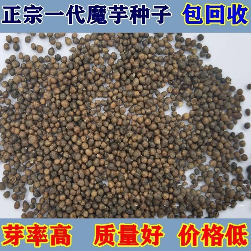 正宗魔芋种子云南新一代魔芋种籽高产四季种植消毒脱水花魔芋种子