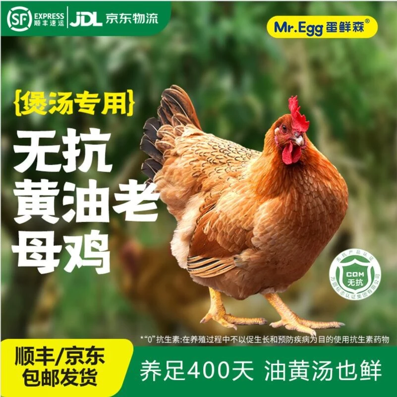 【蛋鲜森】煲汤鲜活宰杀土鸡黄油老母鸡单只重1000-1100g