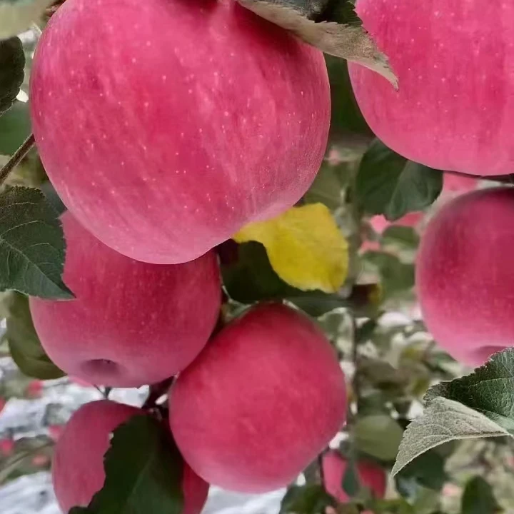 甘肃静宁高原红富士苹果（每箱可以试吃两个）