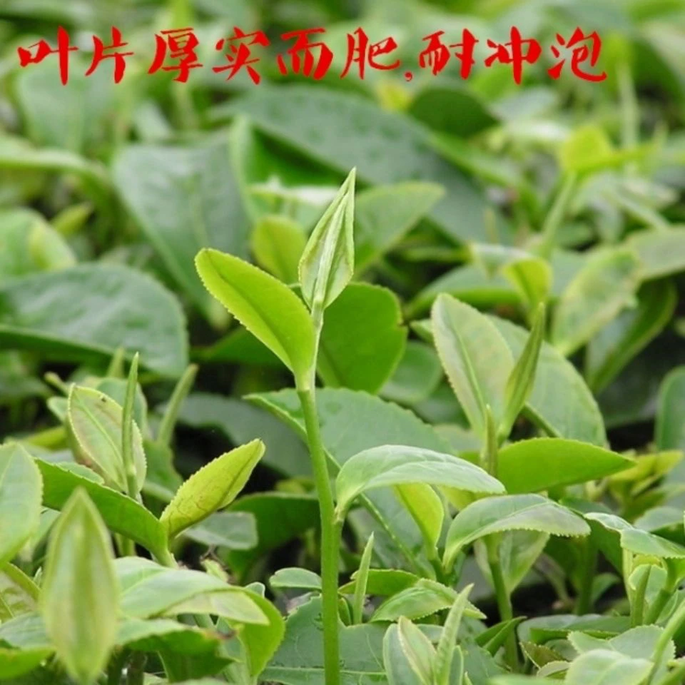 （80）日照绿茶，浓香型，豌豆香味，耐冲泡