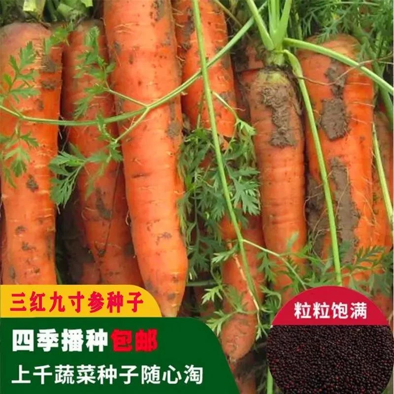 九寸胡萝卜种子非转基因品种四季春季秋季四季水果甜脆萝卜籽菜籽