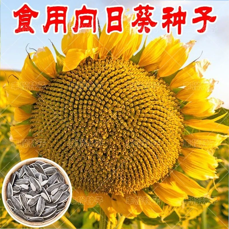 原装向日葵种子瓜子种子大粒饱满葵花籽阳台庭院大田种植