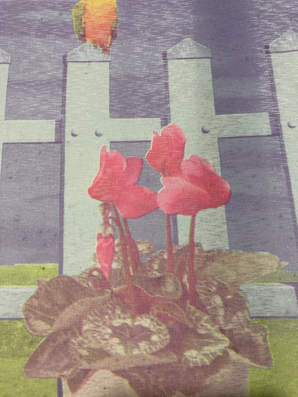 春兰 惠兰奇花异草