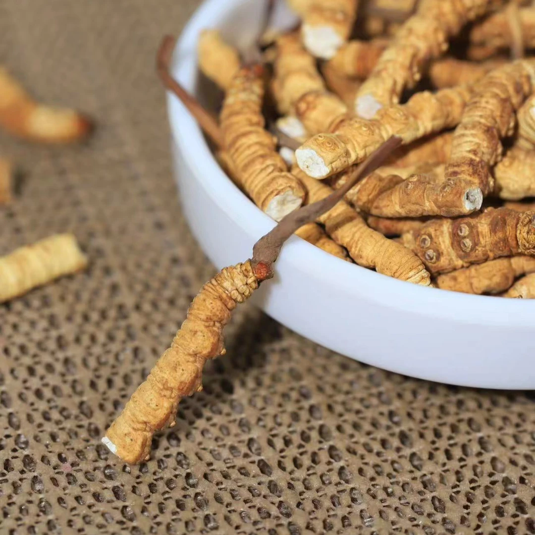 【带草头断草】高海拔冬虫夏草藏区高海拔真虫草营养正宗冬虫夏草