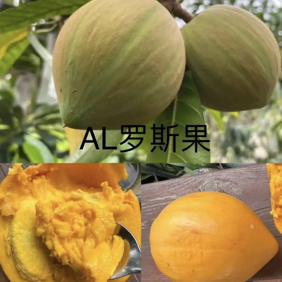 al罗斯果果树苗一物一拍