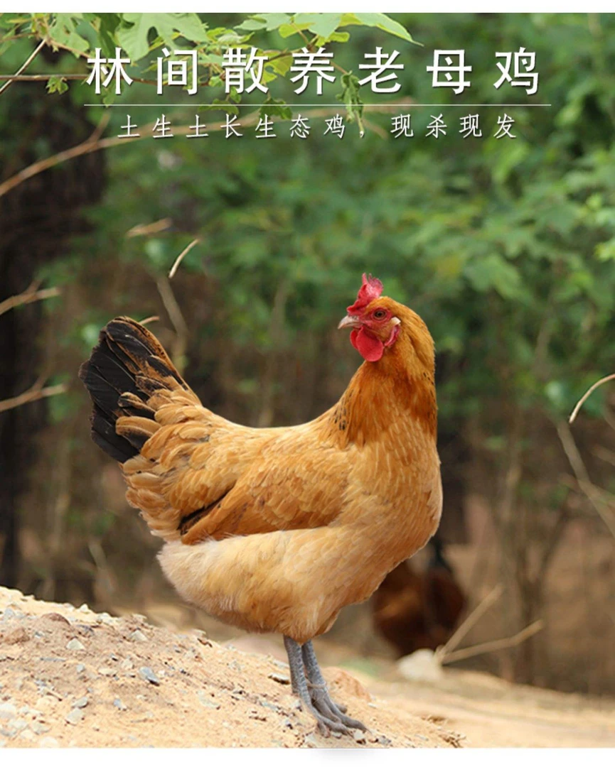 安徽大别山玖妹散养土鸡现抓现称顺丰冷链包邮