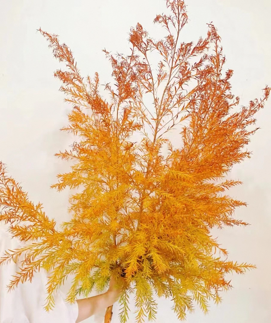 【买一送一】橙色千层金一把  网红配叶可以做干花云南鲜花水养家养