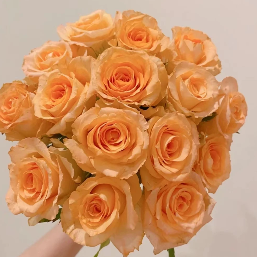 【买一送一】C级假日公主玫瑰10支   云南基地鲜花 直发   家养水养