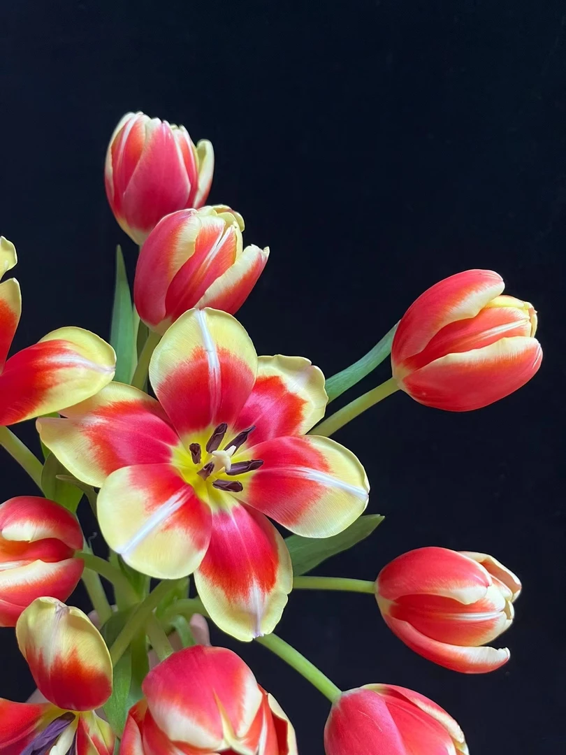 方德爱丽丝郁金香一把（一把10支）云南基地鲜花   家养    水养