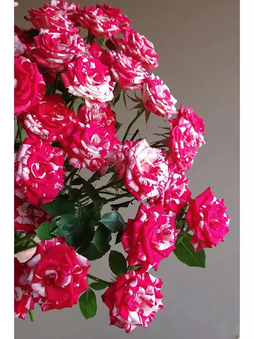 【买一送一】小头梦幻水晶泡泡10支 多头玫瑰  云南基地鲜花 直发