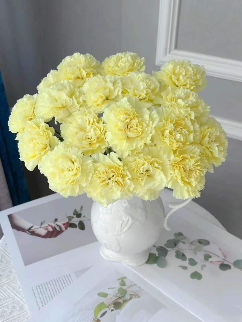 奶油黄色单头康乃馨20支   花期长 云南基地鲜花