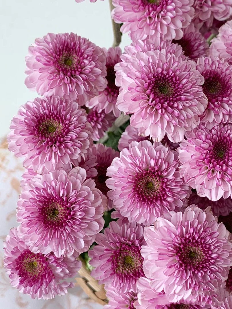 粉妍小雏菊一把 云南基地鲜花 家养 水养