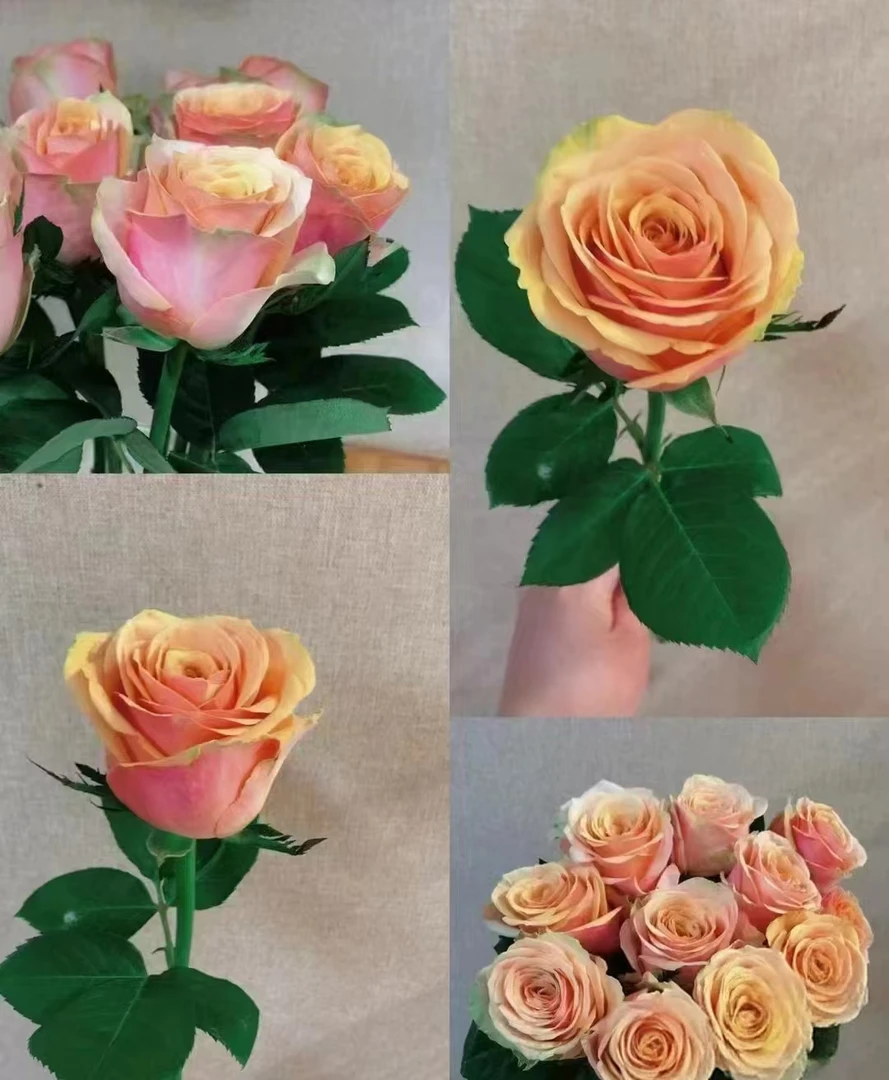 【买一送一】C级迪威娜玫瑰10支    云南基地鲜花直发  家养水养