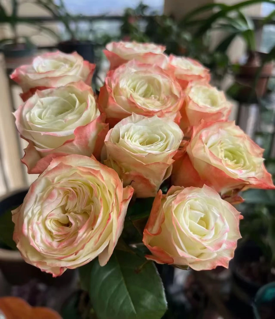 C级冒险玫瑰10支   云南基地鲜花 直发   家养水养