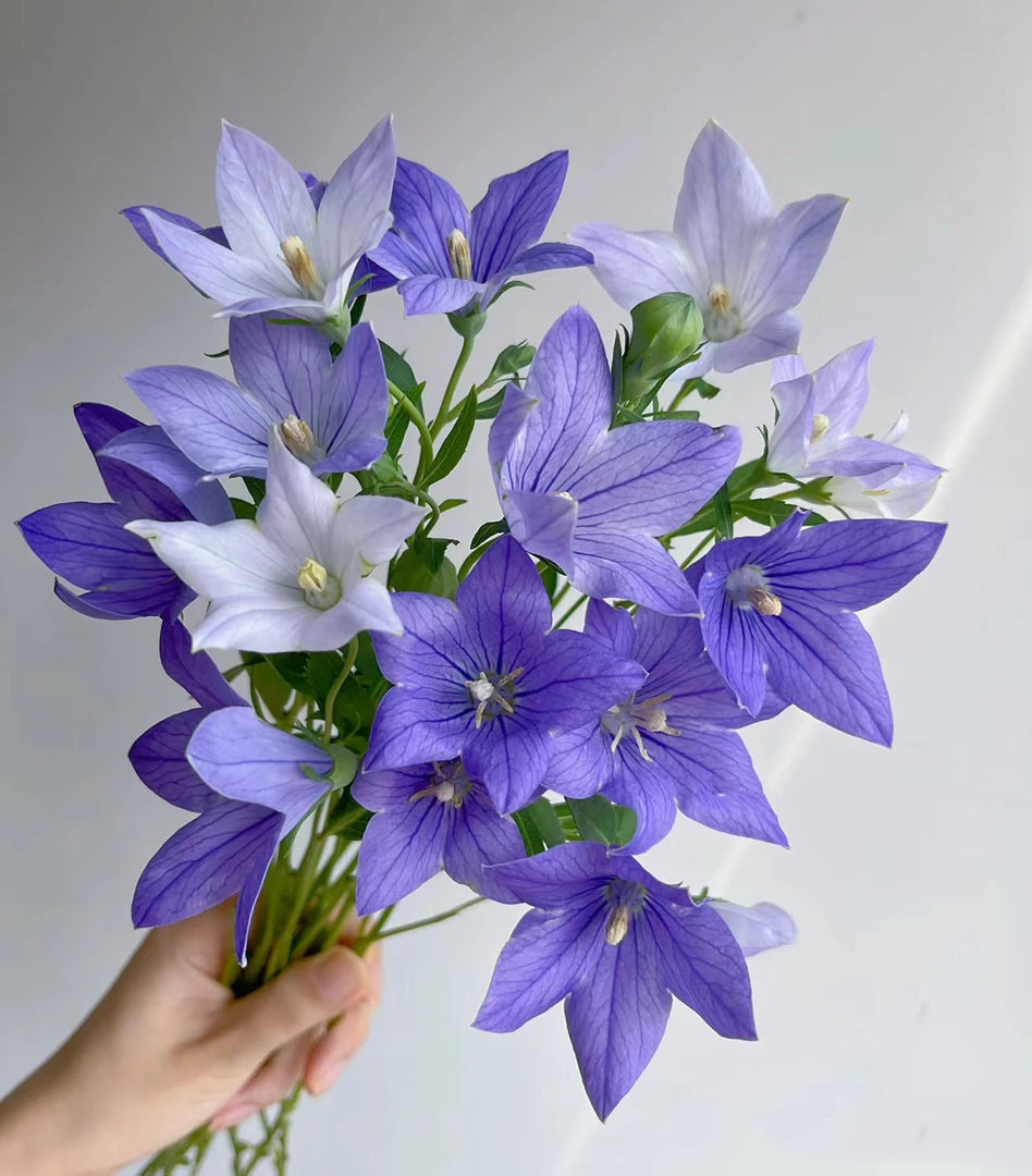 中国桔梗一把    云南基地鲜花   基地直发