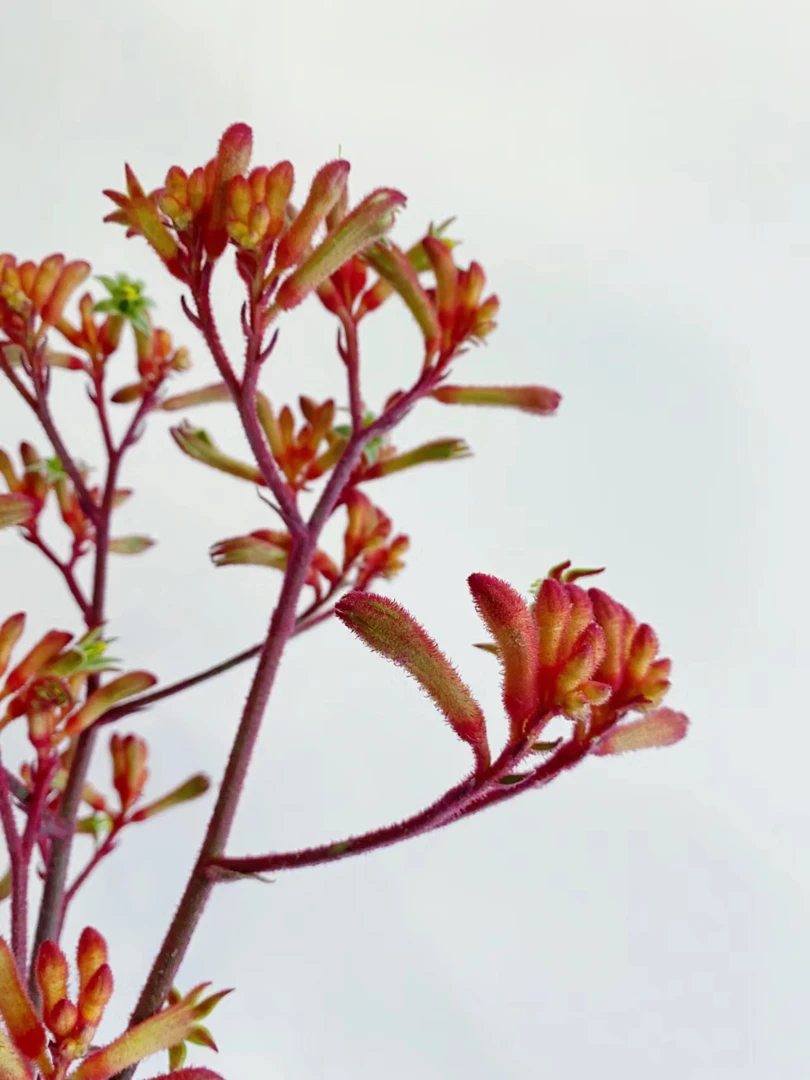 橙红色袋鼠爪  云南基地鲜花   家养    水养