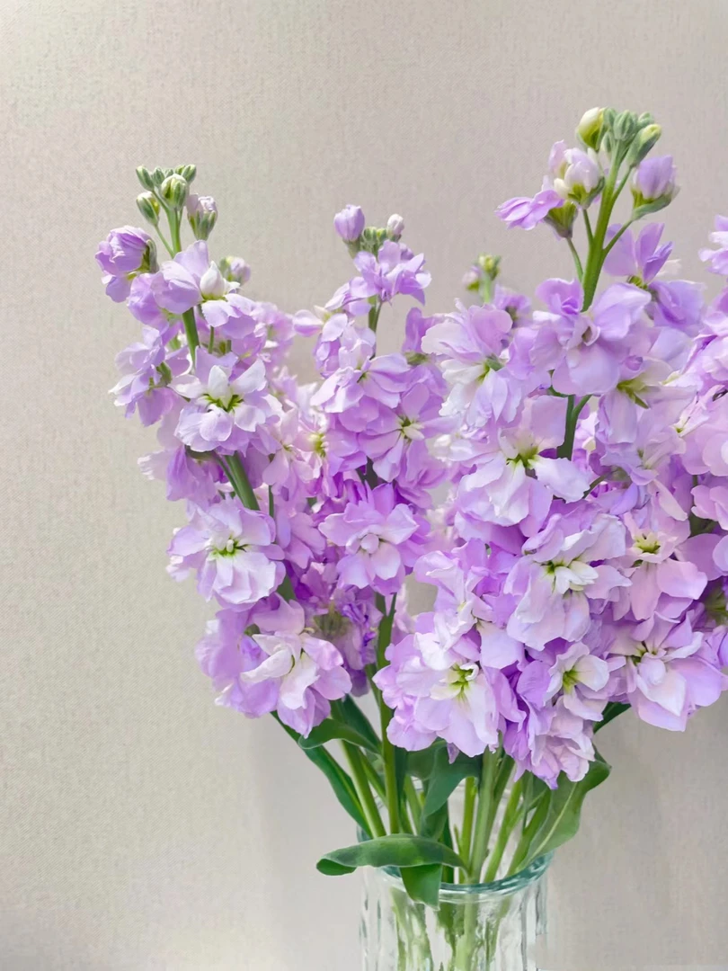 【买一送一】浅紫色重瓣香香紫罗兰    云南基地鲜花 家养 水养