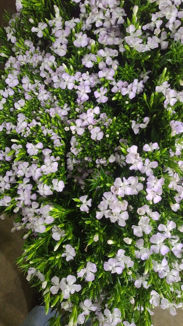 粉白色青梅一把  云南  基地  鲜花   水养  家养