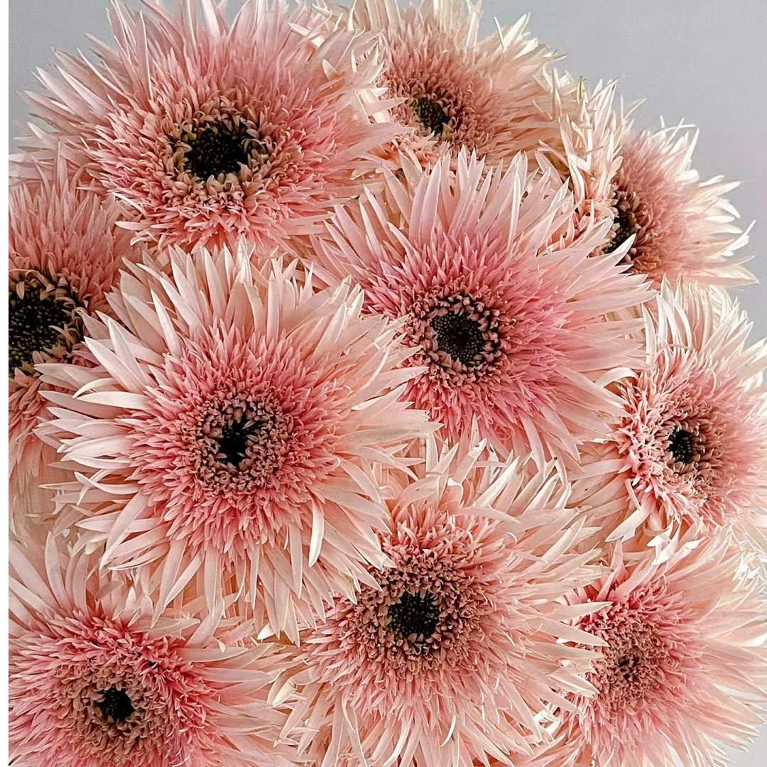 【买一送一】粉拉丝非洲菊10支   云南基地鲜花