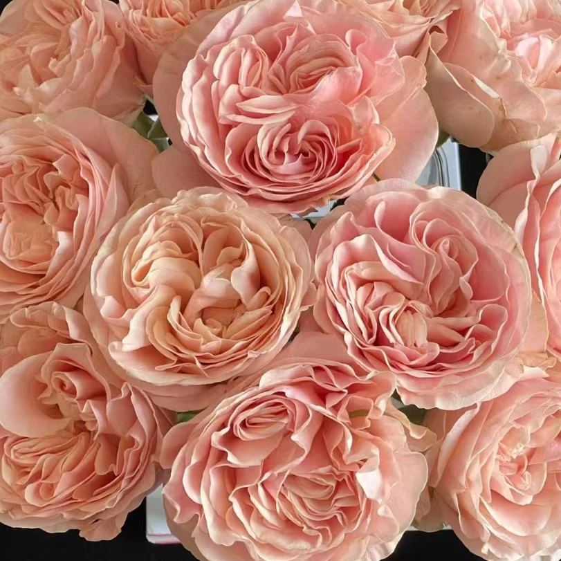 C级夏日恋情玫瑰10支     云南基地鲜花直发    家养水养