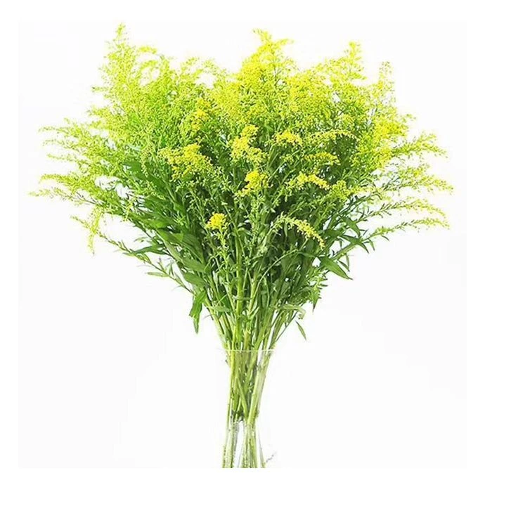 【买一送一】  黄英    生命力旺盛 百搭配草 云南鲜花基地直发