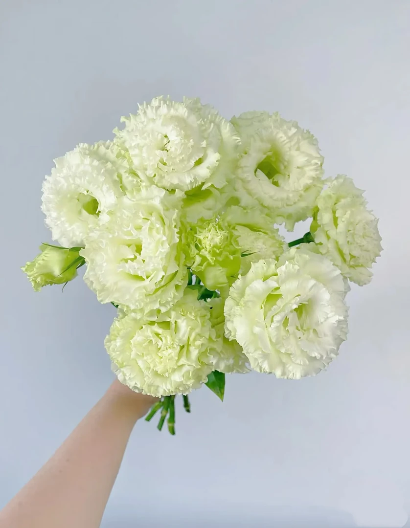 波浪绿洋桔梗一大把     云南基地  鲜花   水养家养