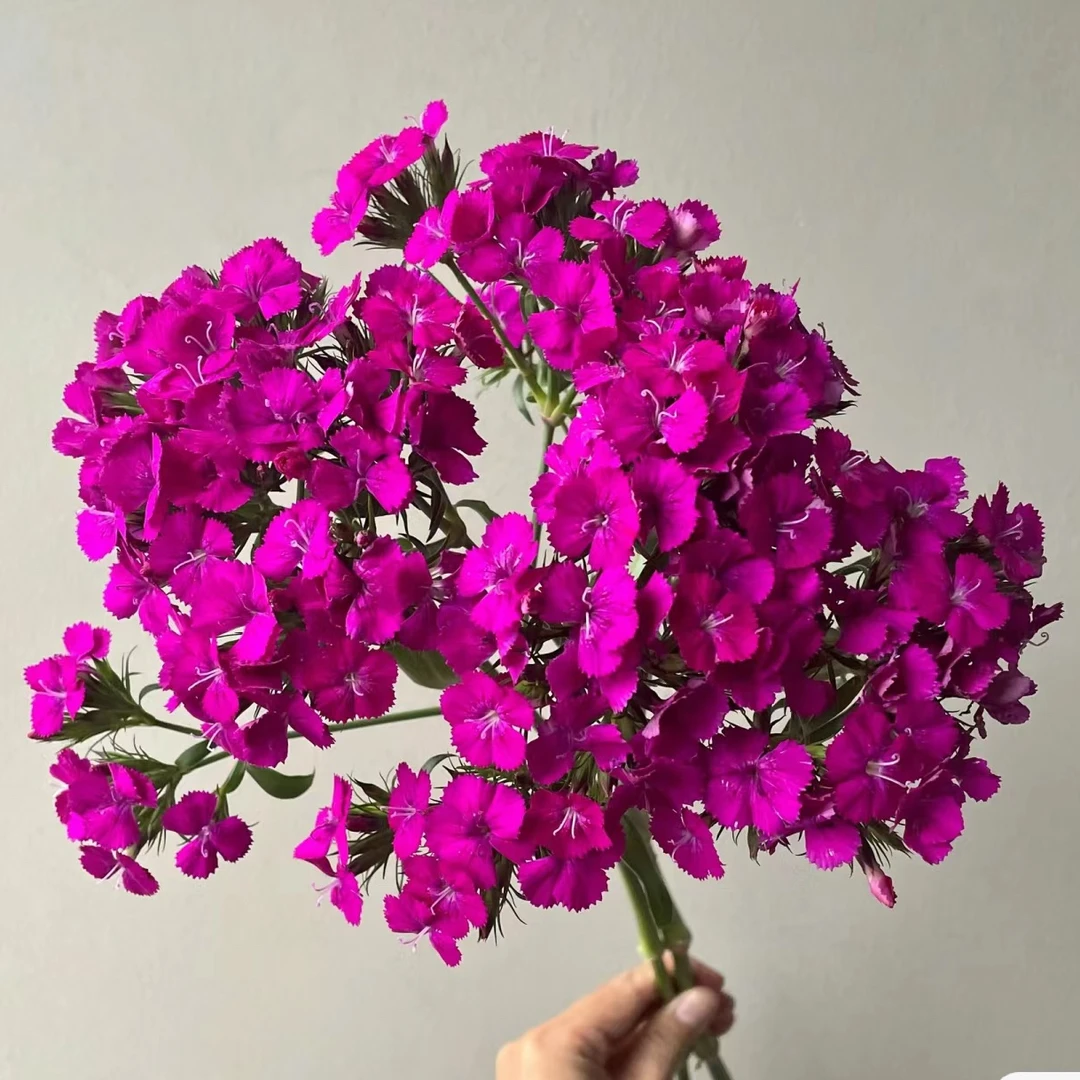 紫色相思梅一把   批发花店摆地摊基地直发一手货源