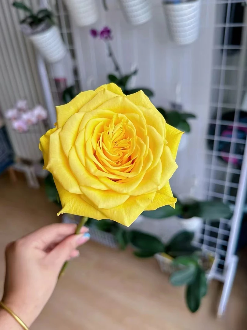 【买一送一】C级太阳神玫瑰10支   云南基地鲜花 直发   家养水养