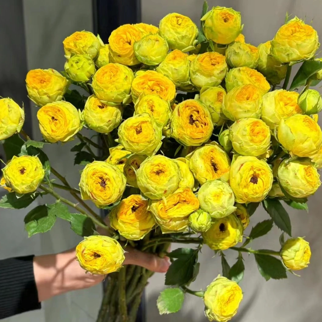 小头金色潮流泡泡10支     云南基地鲜花   基地直发   家养水养