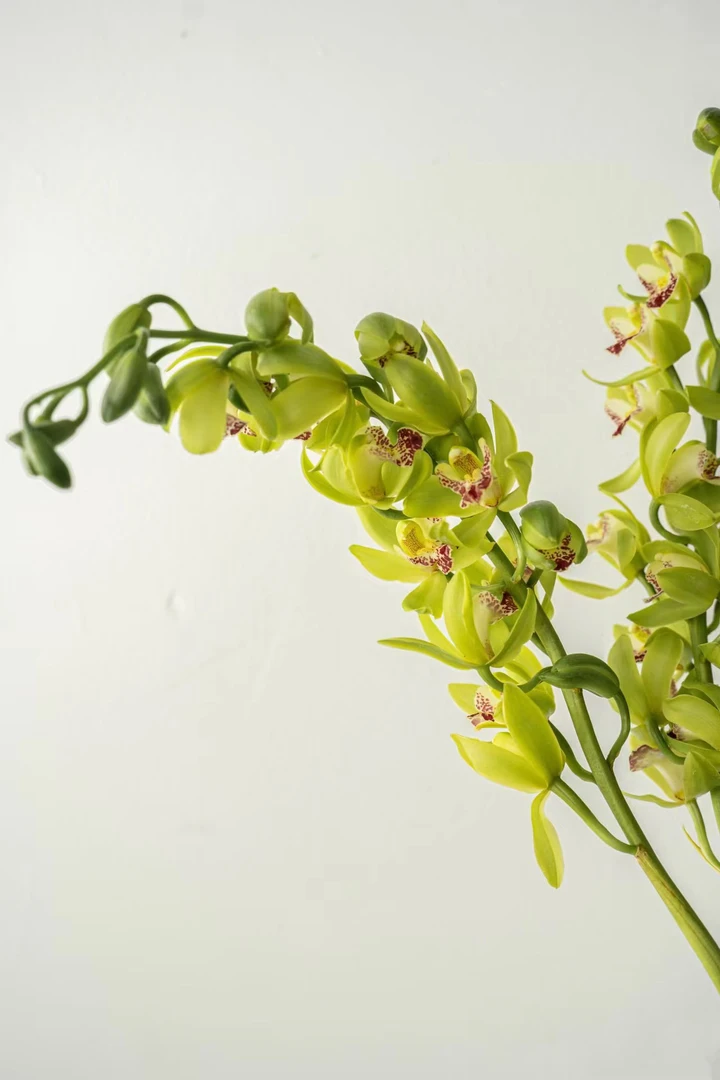 绿色大花蕙兰一支 花期特别长 云南基地  直发鲜花水养